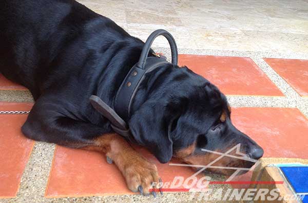 Leather dog training collar for attack / agitation