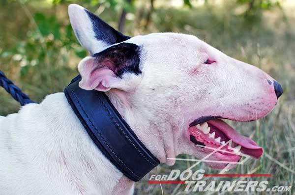 Bull Terrier Collar for Attack Work