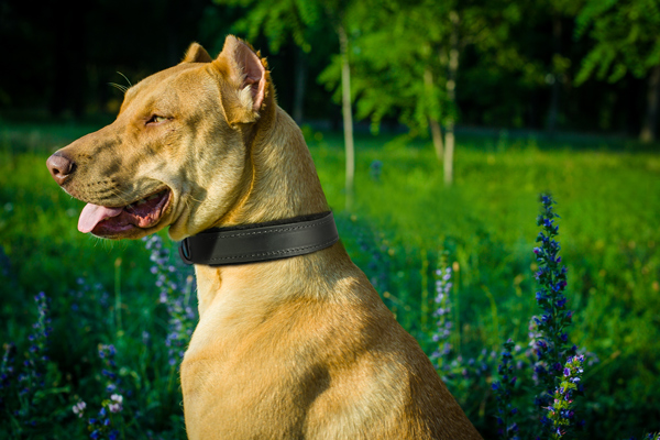 Pitbull Dog Collar Made of Leather