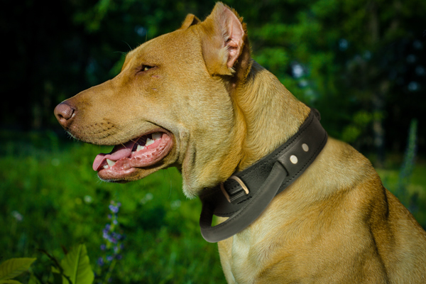 Walking Leather Dog Collar on Pitbull