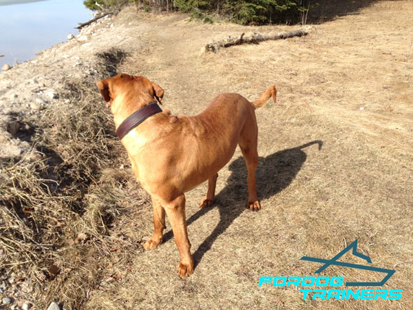  Mastiff Collar Leather Extra Strong for Training