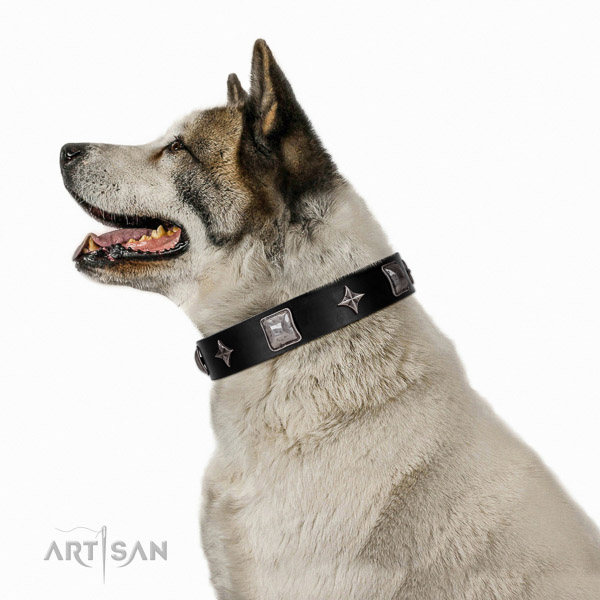 Extraordinary walking black leather Akita Inu collar with chic decorations