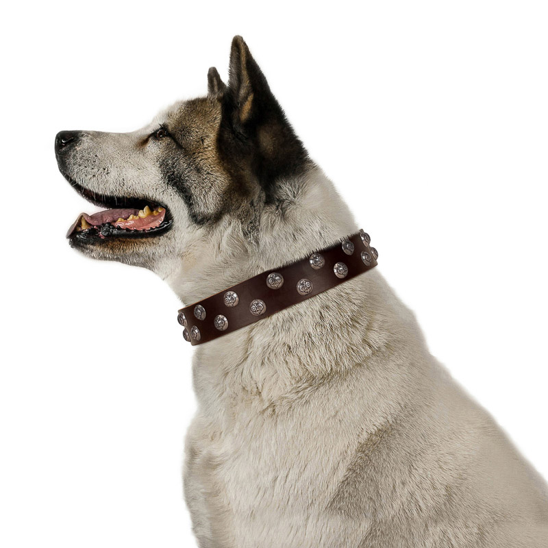 FDT Artisan brown leather Akita Inu collar with studs