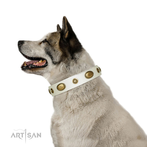 Akita Inu daily walking dog collar of exceptional quality genuine leather
