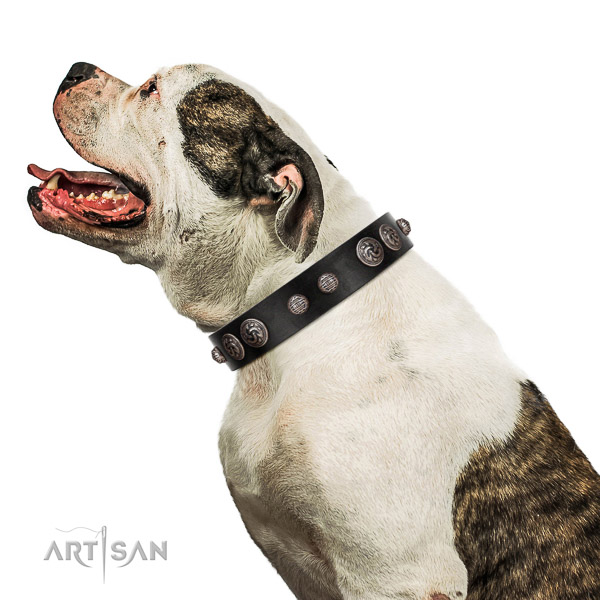 Incredible quality leather American Bulldog collar for better handling