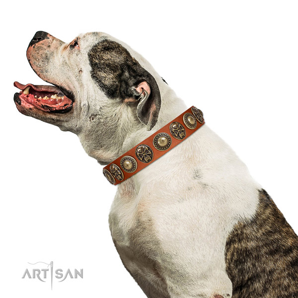 Top Notch Leather American Bulldog Collar with Ьedallion