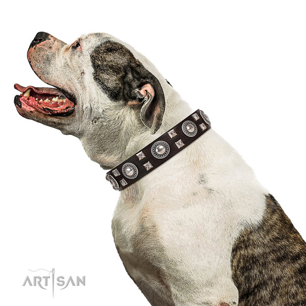Extraordinary walking leather American Bulldog collar with chic decorations