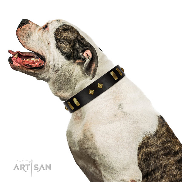Premium quality black leather American Bulldog collar