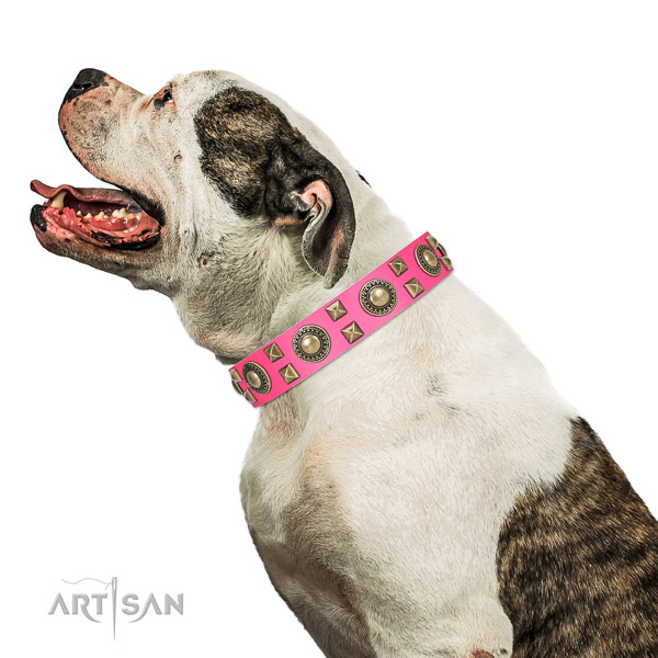 Extraordinary walking leather American Bulldog collar with chic decorations
