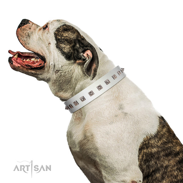 Extraordinary walking white leather American Bulldog collar with chic decorations
