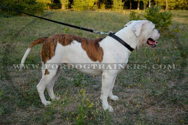 American Bulldog wearing Leather Choke Dog Collar