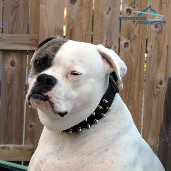 Leather American Bulldog Collar with Sturdy Hardware