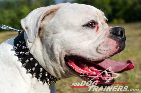 Spiked Leather American Bulldog Collar 