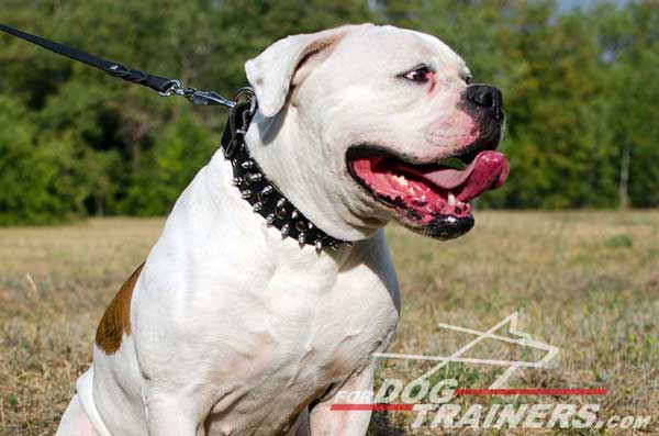 Studded Leather American Bulldog Collar 