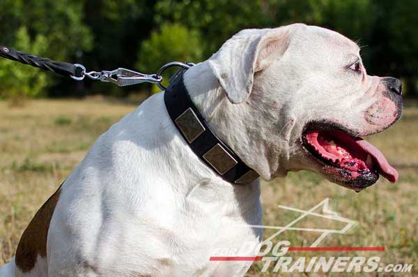 Training Leather American Bulldog Collar