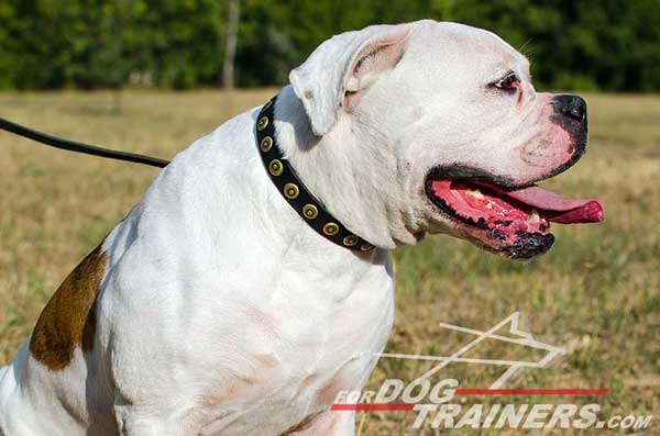 Leather American Bulldog Collar with circles