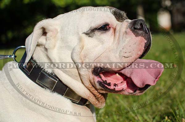 Walking American Bulldog Collar Massive Nickel Plates