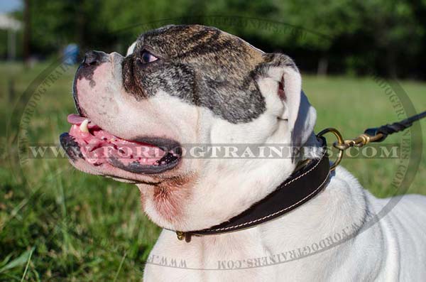Walking American Bulldog Collar Leather Training Collar