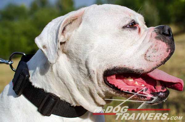 American Bulldog Collar Nylon Dog Training and Walking