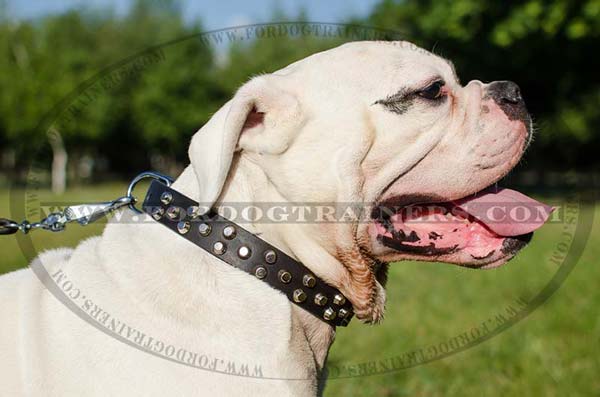 American Bulldog Collar Leather Studded Dog Gear