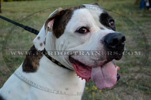 American Bulldog wearing Leather Dog Collar with circles