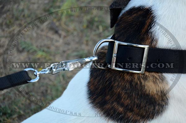 American Bulldog wearing Nylon Dog Collar