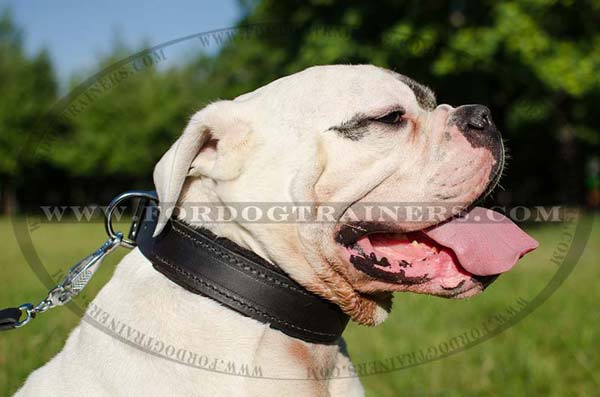 American Bulldog Collar Padded inside