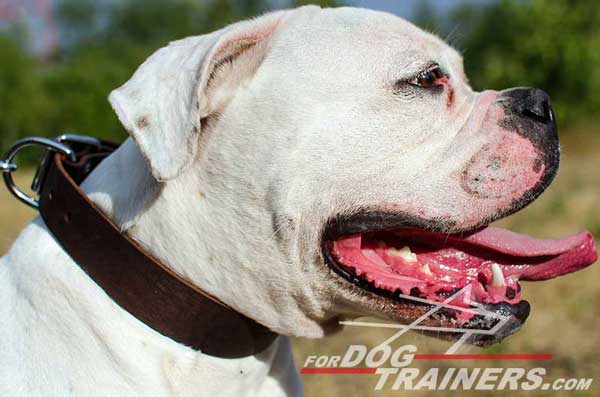 American Bulldog Leather Collar for Daily wearing
