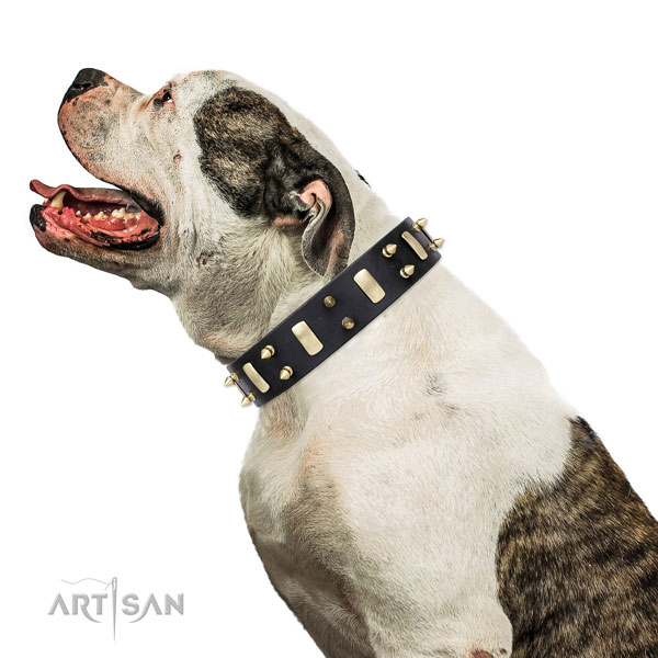 American Bulldog best quality full grain leather dog collar with adornments