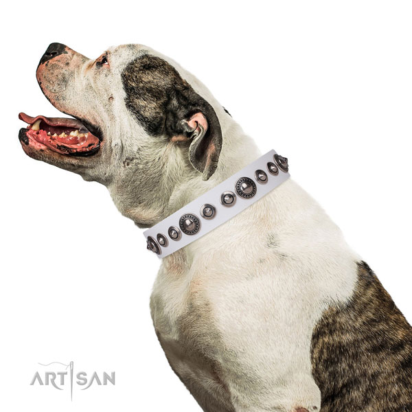 American Bulldog best quality full grain natural leather dog collar with embellishments