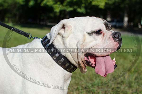 Leather dog collar for American Bulldog