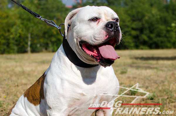 Wide American Bulldog Leather Collar