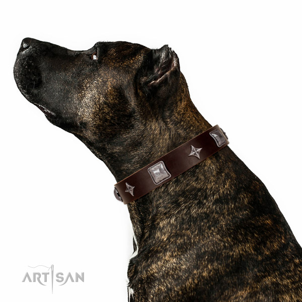 Extraordinary walking brown leather Amstaff collar with chic decorations
