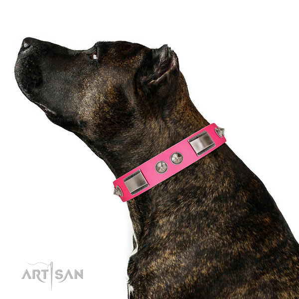 Handcrafted walking leather Amstaff collar