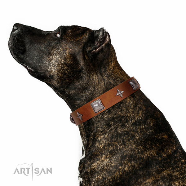 Extraordinary walking tan leather Amstaff collar with chic decorations