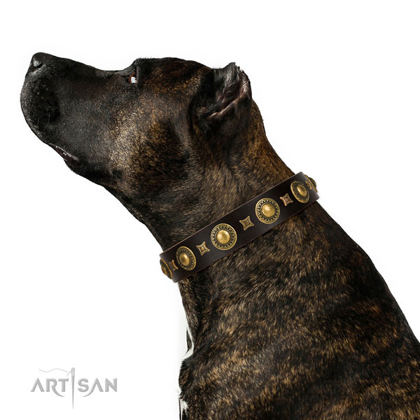 Brown Leather Amstaff Collar with Mix of Studs