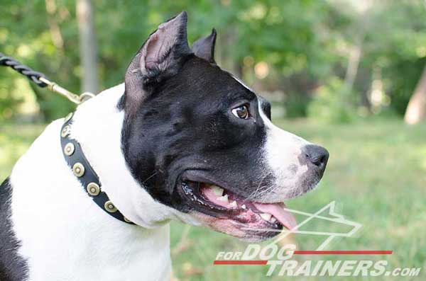 Leather Amstaff Collar for Walking Dog