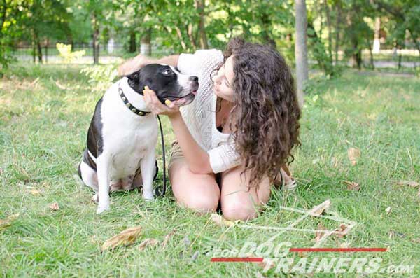 Walking Amstaff Leather Collar for Walking in Style