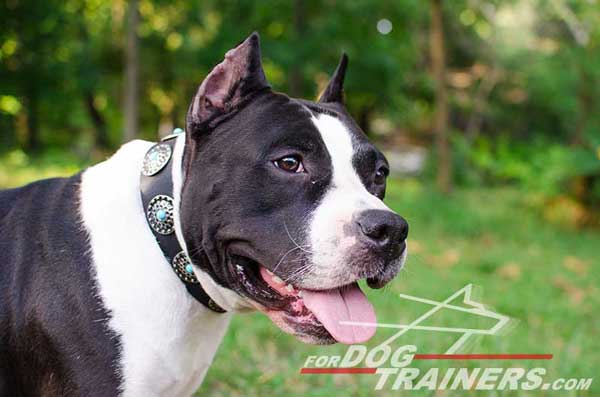 Get Leather Dog Collar, Blue Decorative Stones