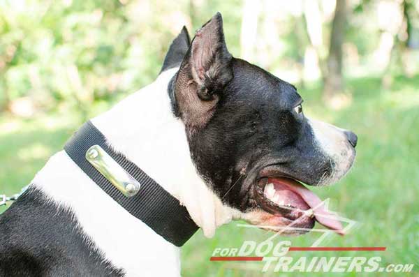 Personalized Nylon Dog Collar