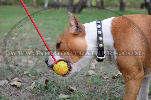 Amstaff wearing Leather Dog Collar with circles