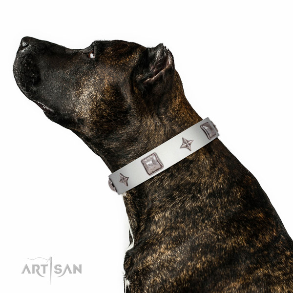 Adorned genuine leather Amstaf collar with decorations