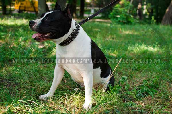 Leather Amstaff Collar with Studs