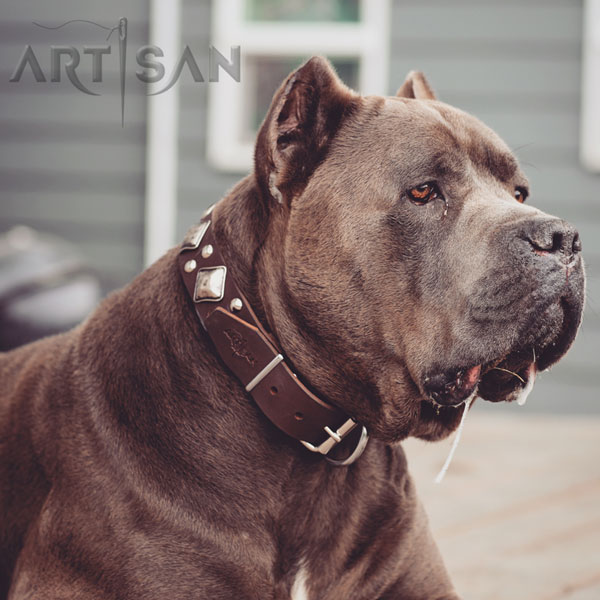 Brown Leather Cane Corso Collar with Old Silver-Like Plated Adornments