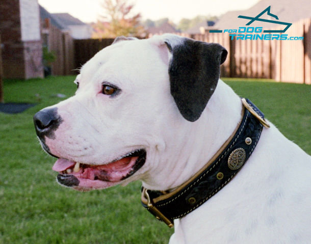 Stunning Look of American Bulldog in Classy Leather Collar