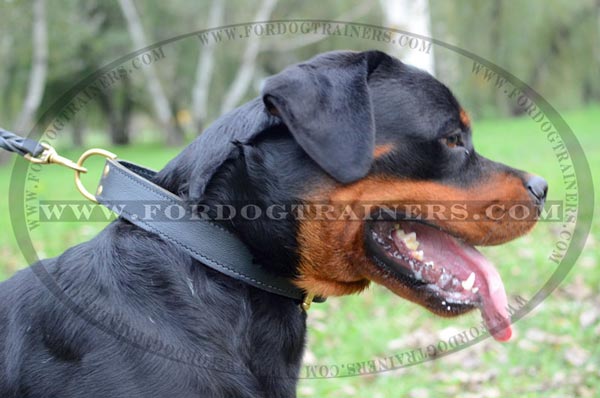 2 ply agitation collar for Rottweiler breed