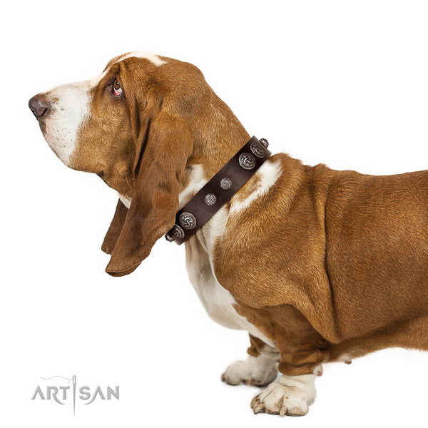 Royal look brown leather Basset Hound collar with silver-like covered decorative elements