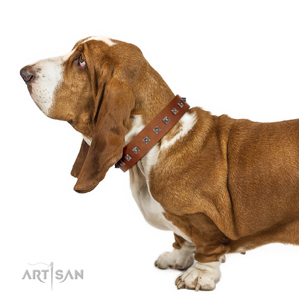 Decorated leather Basset Hound collar with silver-like covered stars and studs