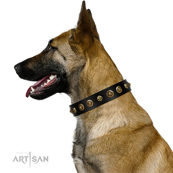 Wonderful Belgian Malinois Artisan leather collar for better control