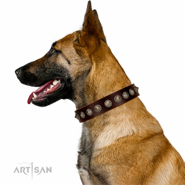 Beautiful leather Belgian Malinois collar for walks